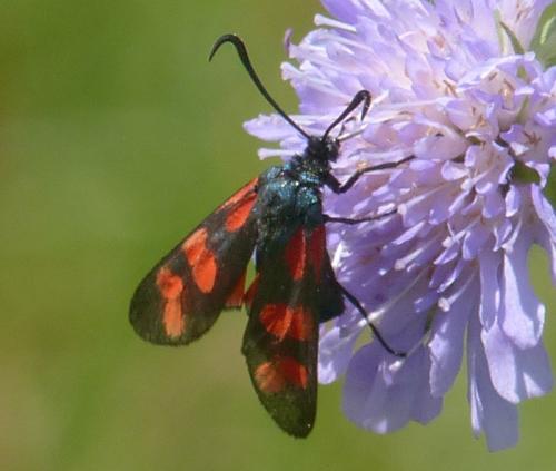 Réf. 333 614 : Zygaena filipendulae