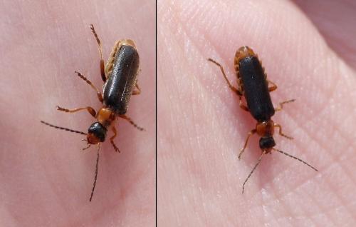 Cantharis flavilabris