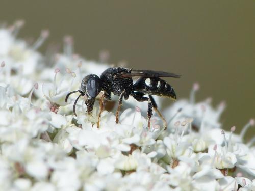 Oxybelus sp.