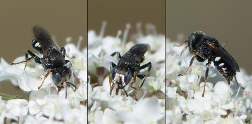 Oxybelus sp.