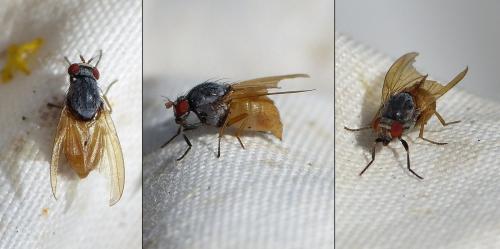 Réf. 333 689 : Minettia lupulina