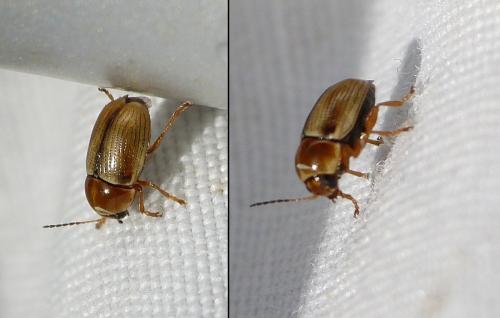 Cryptocephalus fulvus