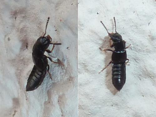 Réf. 333 379 : Anotylus sp.