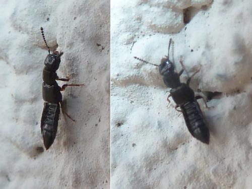 Réf. 333 381 : Anotylus sp.