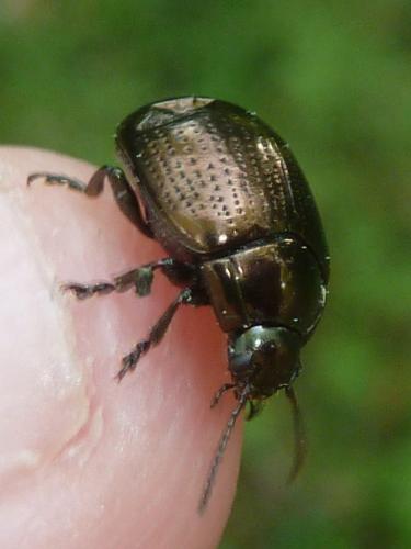 Chrysolina oricalcia