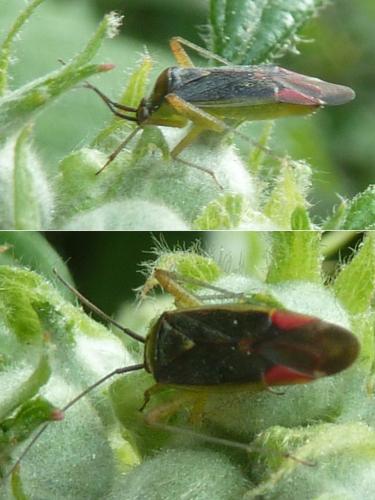 Réf. 333 388 : Closterotomus trivialis