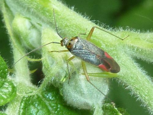Réf. 333 389 : Closterotomus trivialis