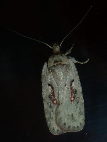 Réf. 333 983 : Agonopterix ocellana