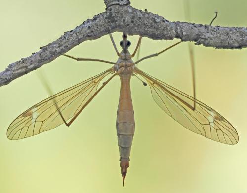 Réf. 333 027 : Tipula sp.