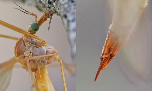Réf. 333 029 : Tipula sp.