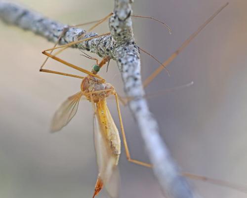 Réf. 333 028 : Tipula sp.