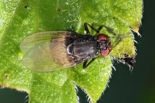Réf. 333 916 : Minettia longipennis