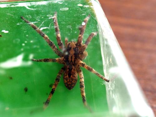Zoropsis spinimana