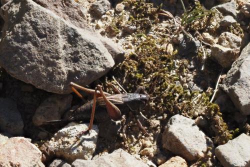 Réf. 333 641 : Metrioptera saussuriana