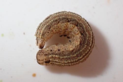 Macrochilo cribrumalis