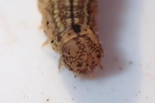 Macrochilo cribrumalis