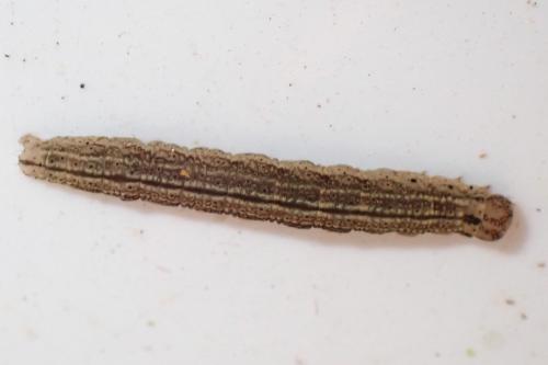 Macrochilo cribrumalis