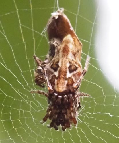 Réf. 333 206 : Cyclosa insulana