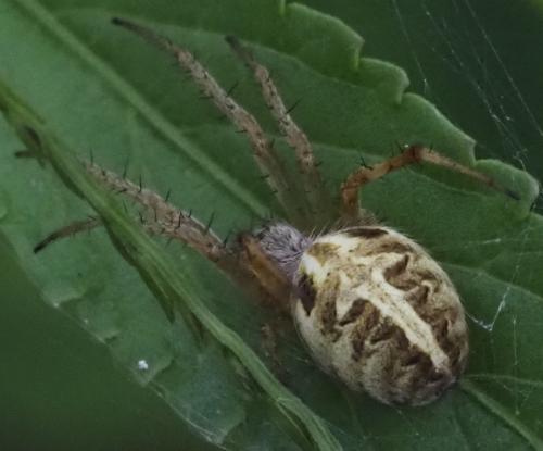 Réf. 333 207 : Neoscona sp.