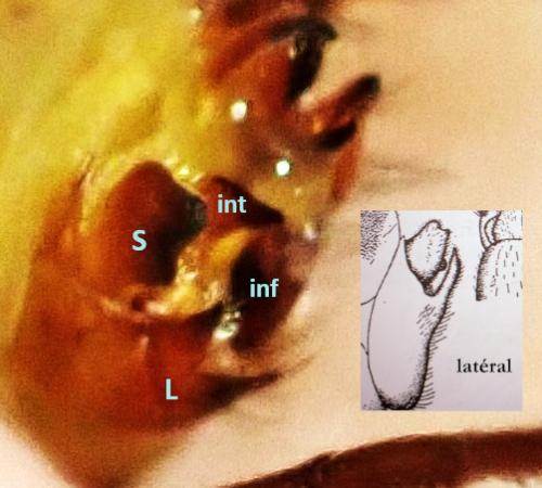 Réf. 333 775 : Halesus sp.