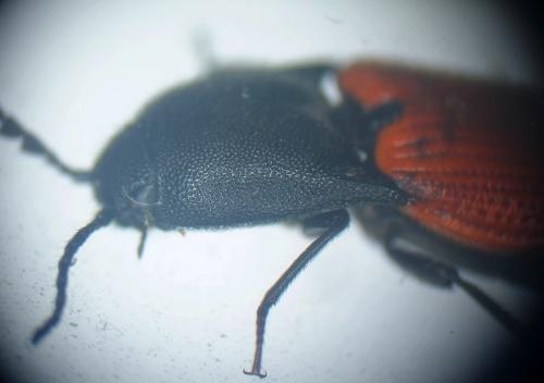Ampedus aurilegulus