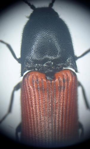 Ampedus aurilegulus