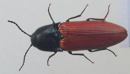 Réf. 333 185 : Ampedus aurilegulus