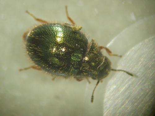 Réf. 333 565 : Trichobyrrhulus piochardi