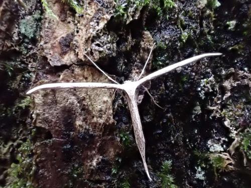 Réf. 333 296 : Emmelina monodactyla