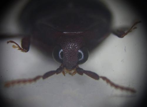 Chelonarium sp.