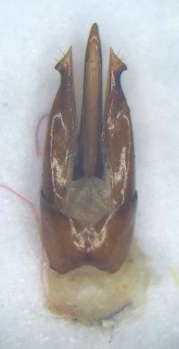 Réf. 333 316 : Ampedus aurilegulus