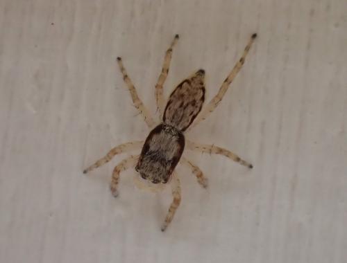 Menemerus bivittatus