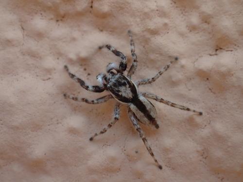Menemerus bivittatus
