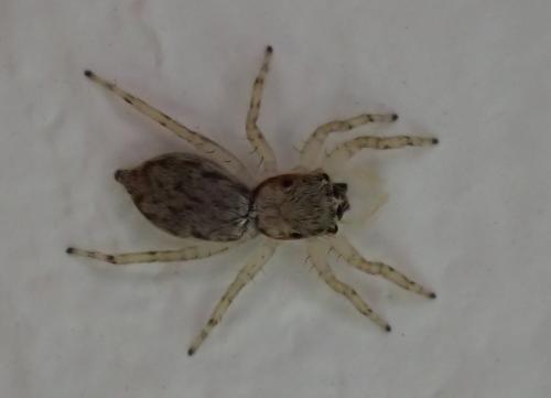 Menemerus bivittatus