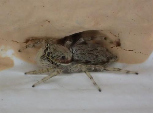 Menemerus bivittatus