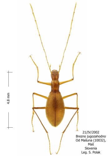Réf. 333 090 : Parapropus sericeus