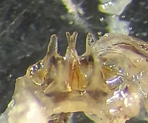 Craspedosoma raulinsii