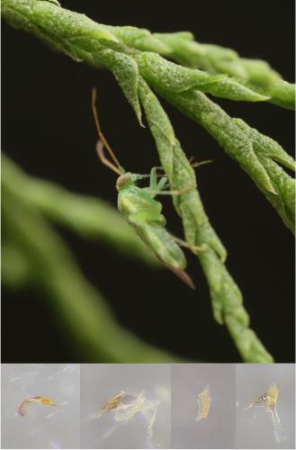 Tuponia hippophaes