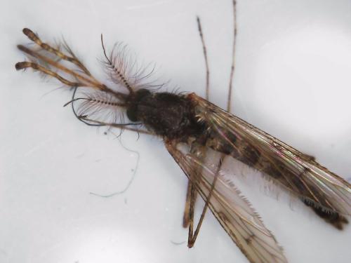 Réf. 333 966 : Aedes rusticus