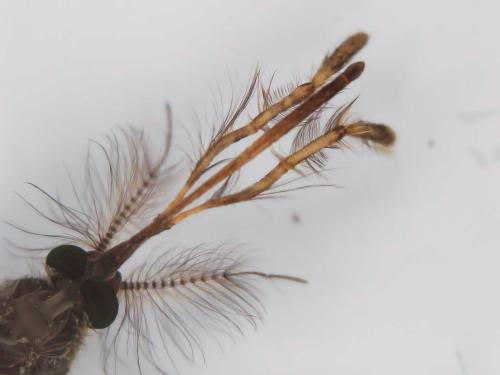 Réf. 333 967 : Aedes rusticus