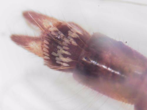 Aedes rusticus