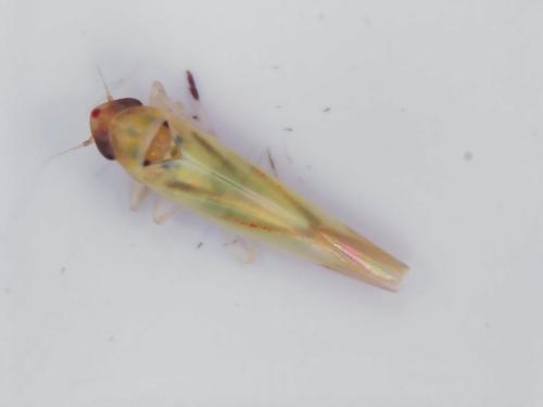 Réf. 333 990 : Zygina eburnea