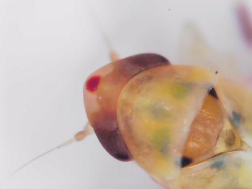 Zygina eburnea