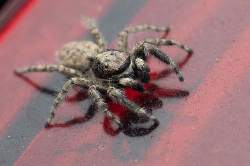 Menemerus taeniatus