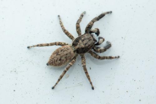 Réf. 333 672 : Menemerus taeniatus
