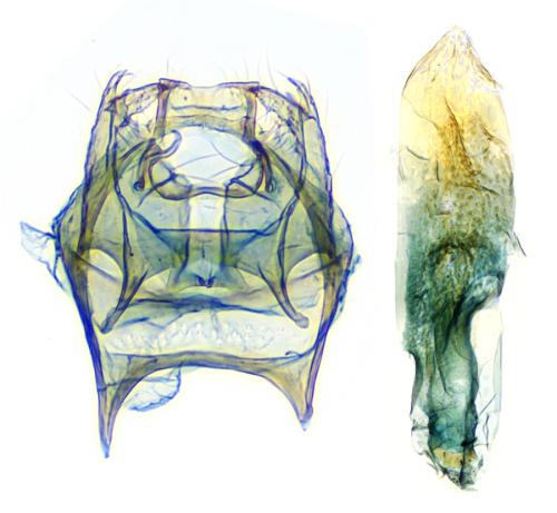 Réf. 333 624 : Stigmella aceris