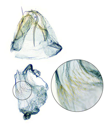 Réf. 333 626 : Stigmella aceris
