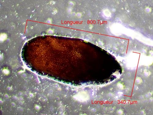 Réf. 333 333 : Longitarsus sp.