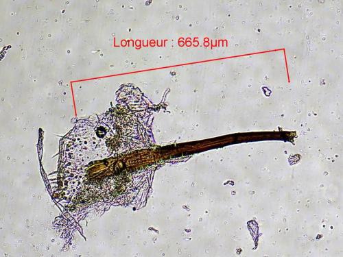 Réf. 333 334 : Longitarsus sp.