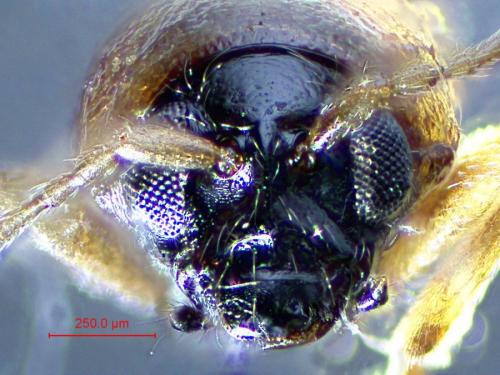 Réf. 333 364 : Longitarsus sp.